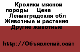 Кролики мясной породы. › Цена ­ 1 000 - Ленинградская обл. Животные и растения » Другие животные   
